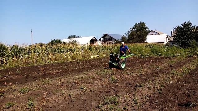 Копаю картошку мотоблоком з лапой. ?? смотреть онлайн