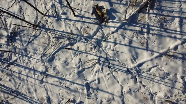 Изюбрь на лёжке смотреть онлайн