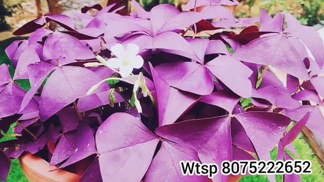 Online sale|Low price || Butterfly plant||Oxalis plant|| Benzy's Vlog смотреть онлайн