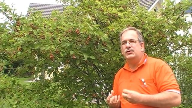Amelanchier Felsenbirne - eine unterschätzte Obstart смотреть онлайн