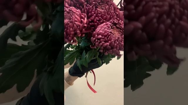 Хризантема Бигуди.... ЛОВИ ? #доставкацветов #москва смотреть онлайн