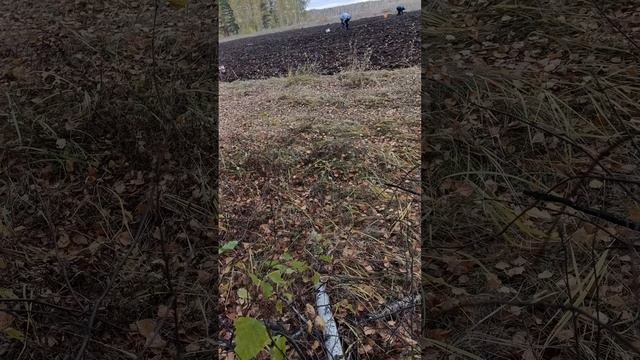 Посадка чеснока в ручную. смотреть онлайн