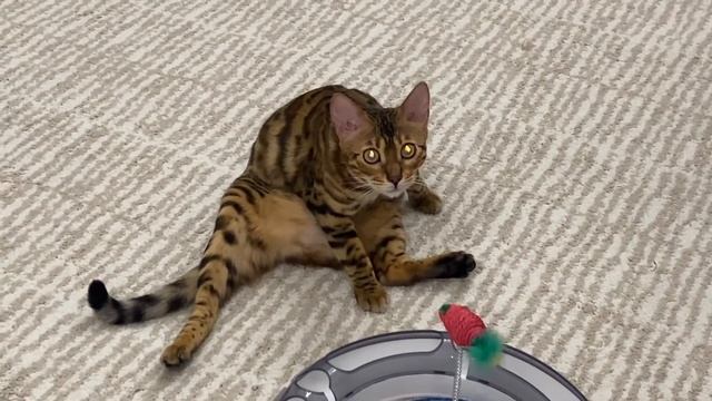 Алиса ДЕЛАЕТ УРОКИ и УЧИТ СТИХ! Домашнее задание! Завтра в школу! Мили Ванили смотреть онлайн