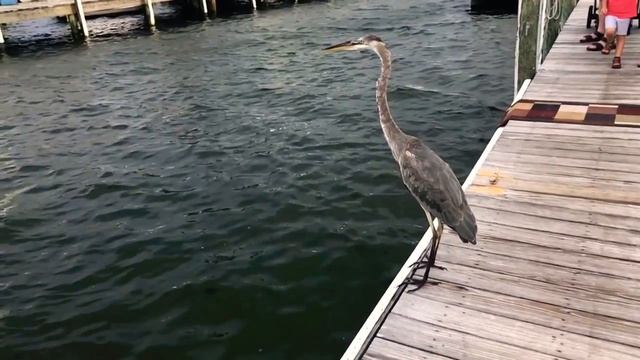 Взлёт пеликана в slow motion (240к/с)720p смотреть онлайн