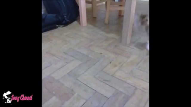 Funny Cats! Смешные коты и кошки, приколы с кошками смотреть онлайн