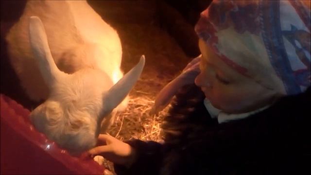 КАК УВЕЛИЧИТЬ УДОЙ// РАЗДОИТЬ КОЗУ//КАК ПОЛУЧИТЬ МНОГО МОЛОКА//КОЗА//КОЗОВОДСТВО//ФЕРМЕР смотреть онлайн