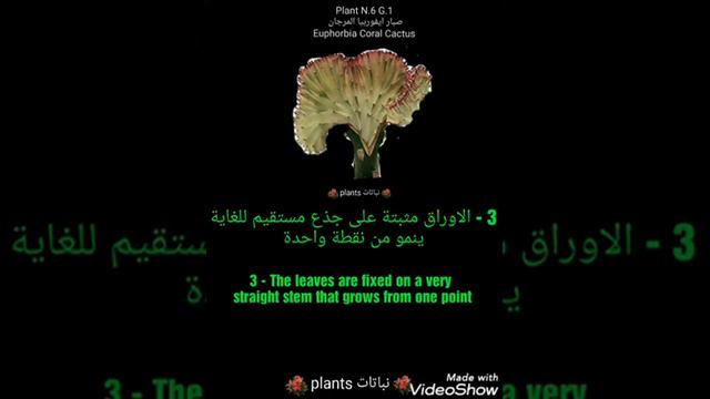 صبار ايفوربيا المرجان Euphorbia Coral Cactus ايفوربيا لكتيا كريستاتا Euphorbia lactea crestata смотреть онлайн