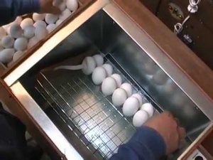 Автоматический инкубатор Блиц: подготовка и настройка