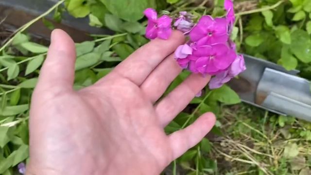 ВЛОГ Урожай лука / Мой хамелеон / Пустите помыться ! / Новая проблема ? 27 июля 2020 г. смотреть онлайн