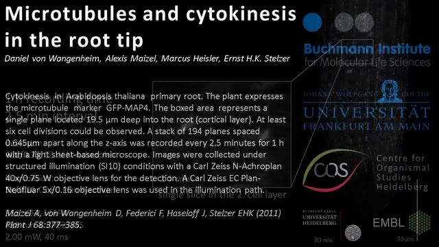 Microtubules and cytokinesis in the root tip смотреть онлайн
