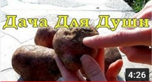 ПАРША на картошке: как лечить землю????