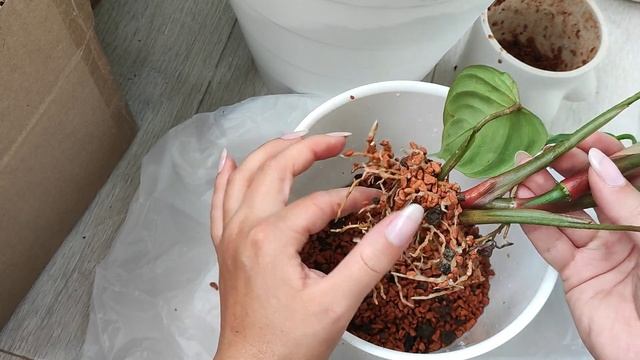 Пересадка из Seramis в грунт, смотрим корни