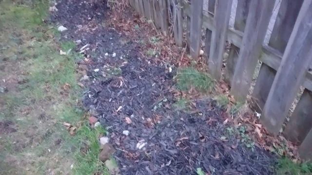 Garden Update - Early Winter 2019 - Paulownia tomentosa, Ailanthus altissima and More смотреть онлайн