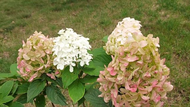 Quick fire fab hydrangea....@ProvenWinnersYouTube @tanbinhashem8005 смотреть онлайн