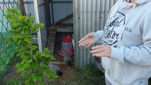 Наши куры Минорки и Доминанты. смотреть онлайн