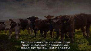 Фасциолез – печеночный гельминтоз коров