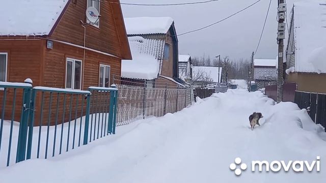 Первый день последнего месяца зимы ❄️☃️Дача.Теплица. смотреть онлайн