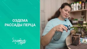 Оэдема рассады  листьев перца - не приговор! Что делать, как лечить?