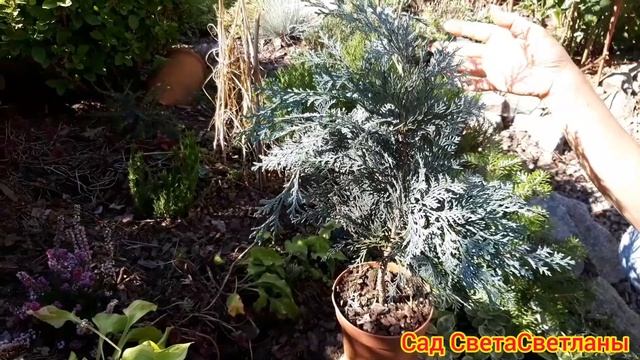 Красивый сад.Ответы.Советы.Ландшафтный дизайн своими руками. Красивая дача.Хвойные композиции. смотреть онлайн