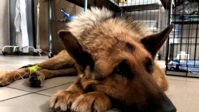 У пса почти не осталось сил, чтобы держаться за жизнь. Он увядал на глазах! смотреть онлайн