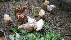 Месячные цыплята. Июнь 2022