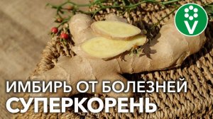 ПЕРЕСТАНЬТЕ ПОКУПАТЬ ИМБИРЬ! ВОТ КАК ВЫРАСТИТЬ ЕГО ДОМА И НА ОГОРОДЕ! Нарастёт столько, хватит всем