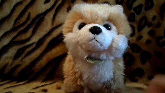 Обзор на мягкую игрушку Померанский Шпиц смотреть онлайн