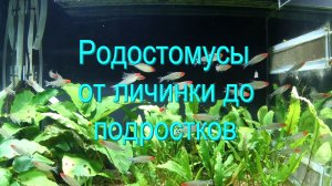 Родостомусы от личинки до подростков