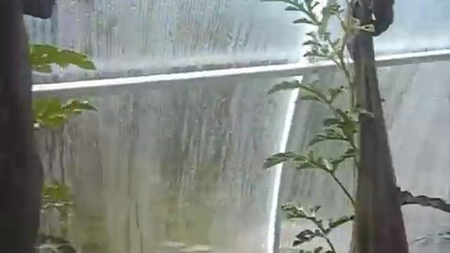 Как выращивать арбузы г ПЕРМЬ смотреть онлайн