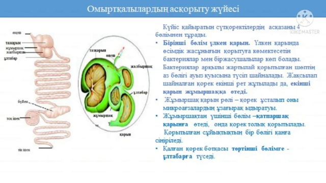 Асқорыту жүйесі (жауынқұрт, сиыр)  8 сынып