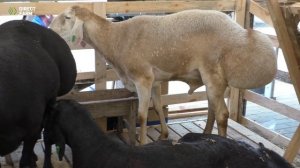 Эдильбаевская курдючная порода овец