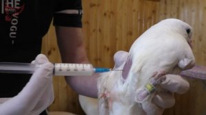 Голуби. Вакцинация молодняка. "Голубь-НБ".