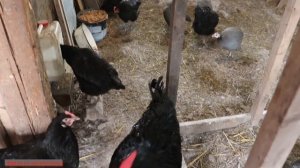 Повышенная влажность в курятнике  Что делать!