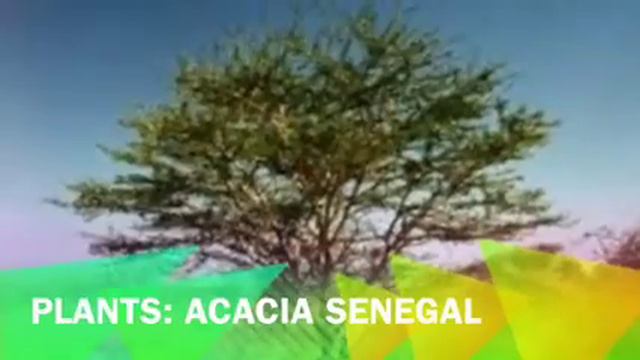 Bobcat & Caracal смотреть онлайн