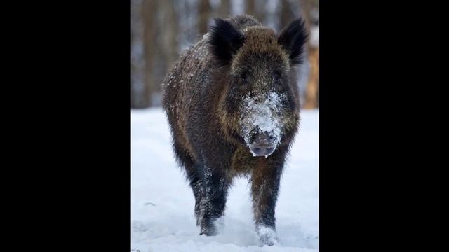 ОПИСАНИЕ ЖИВОТНЫХ #2 смотреть онлайн