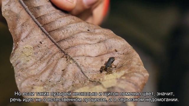 Болезни панциря у черепах смотреть онлайн