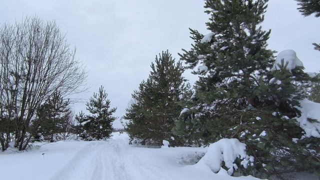 Заснеженный лес. ч.14. Февраль 2024 смотреть онлайн