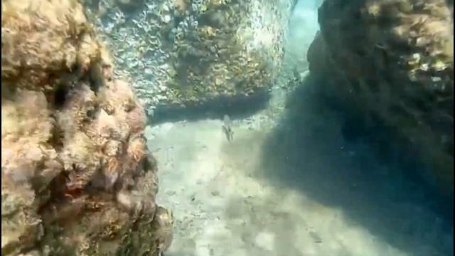 #Подводный#мир#Теренское#море# смотреть онлайн