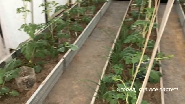 474. Подробно о выращивании арбузов смотреть онлайн