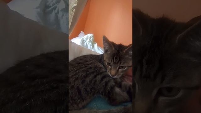 Картинки лайки поставьте или колокольчик динь-динь кому понравилось это видел смотреть онлайн
