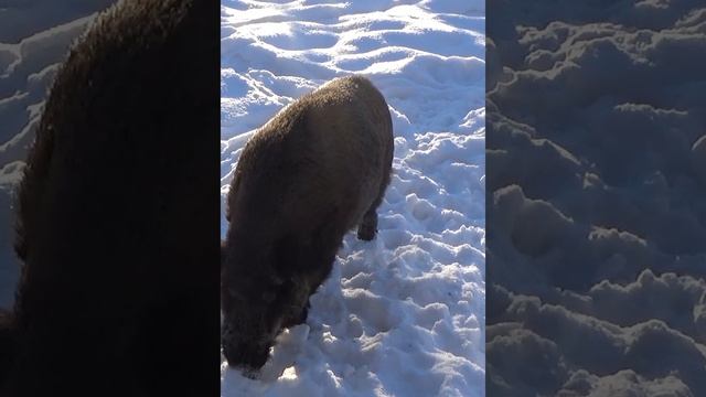 Редкие ,опасные кадры,дикие кабаны на кормежки.