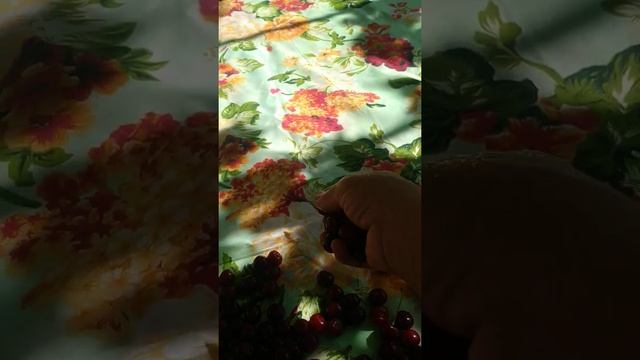 Как заморозить шпанку на зиму смотреть онлайн