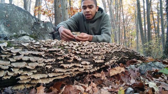 The MycoSymbiote- Turkey Tail (Trametes veriscolor) Medicine of the Forest смотреть онлайн