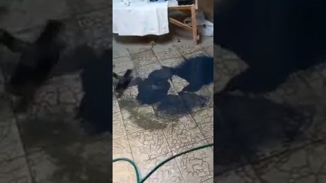 NT 70/2 удлиненный шланг смотреть онлайн