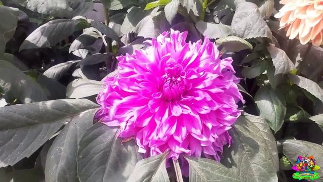 ?️big dahlia?️how to grow & care dahlia flower plant?️Dahlia flower||best winter flower?️Dahlia?️ смотреть онлайн