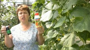 Паутинный клещ и мучнистая роса на огурцах  , Что делать ?