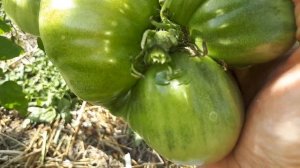 Томаты Сибирской селекции. Тяжеловесы Вельможа и Супербомба