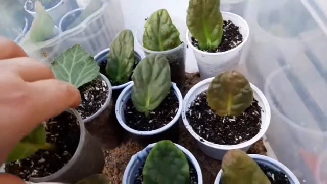 Листья глоксиний и фиалок высаживаю в грунт. Сеянцам глоксиний 1 мес10дн. смотреть онлайн