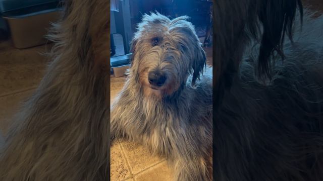 Look at this wolfhound 🥰 #irishwolfhound смотреть онлайн