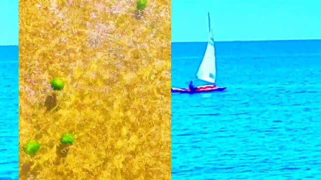 ШАЛОСТИ МАНДАРИНОВЫЕ В МОРЕ ?☀️?САМЫЕ?ВКУСНЫЕ?